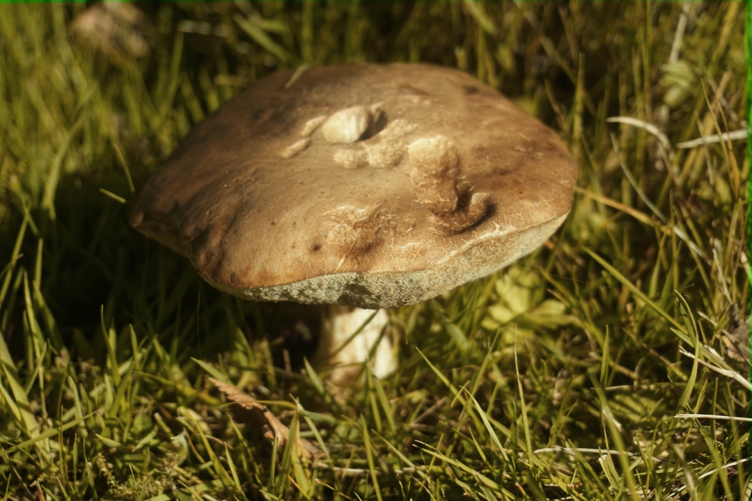 A wide and brown mushroom
