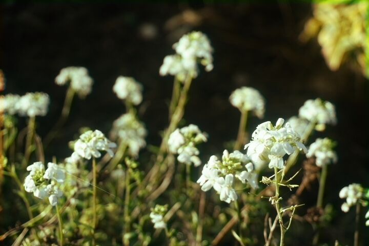 another up close shot of the white flowers.