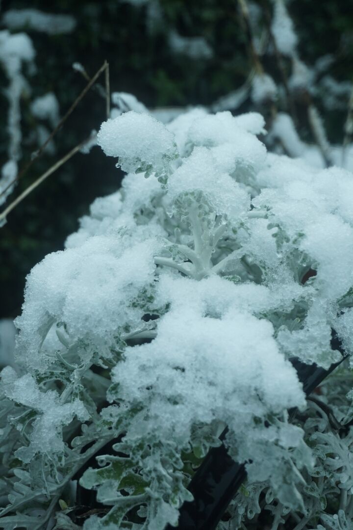 A white leaved flower, piled with snow.