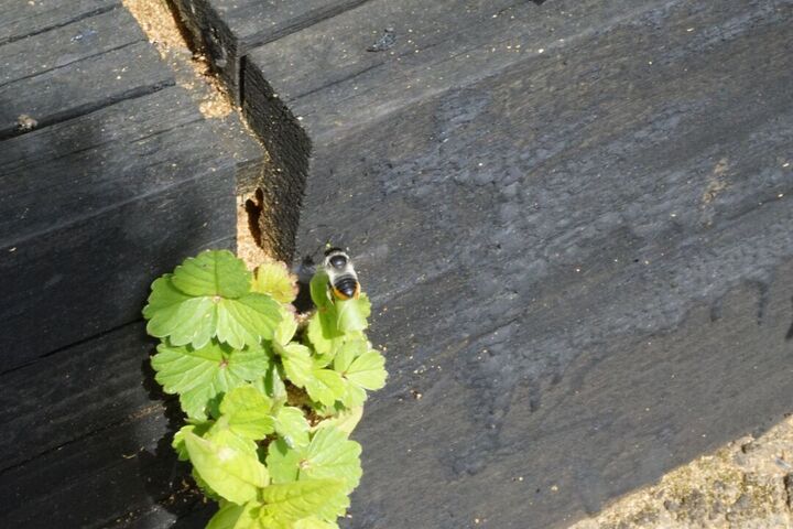 A small, black, white and orange bee carrying a leaf into it's nest in a hole