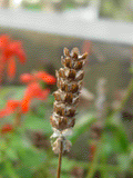 a short gif of a flower moving in the wind