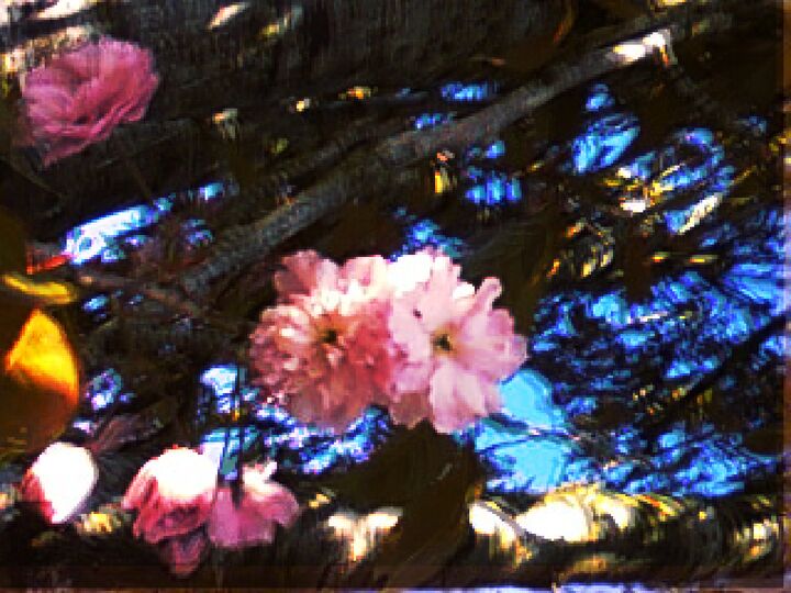 vivid, pink cherry blossoms.