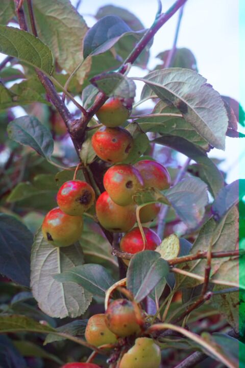 A bunch of red crab-apples in a tree.