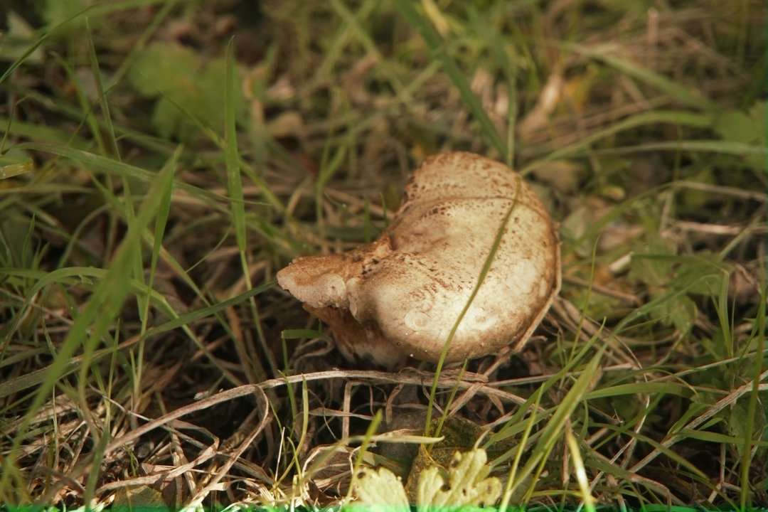 A flat mushroom in grass.