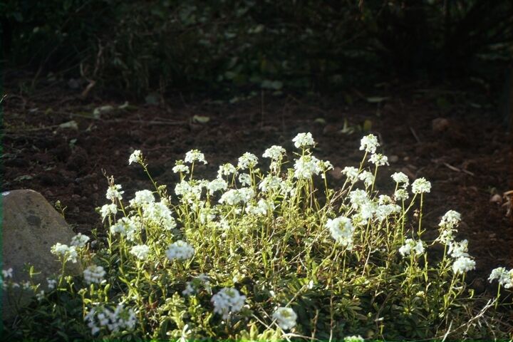 a light batch of small white flowers in a bed.