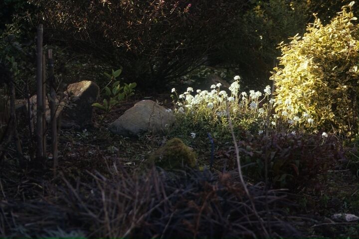 a light batch of small white flowers in the distance white sunlight touching them.