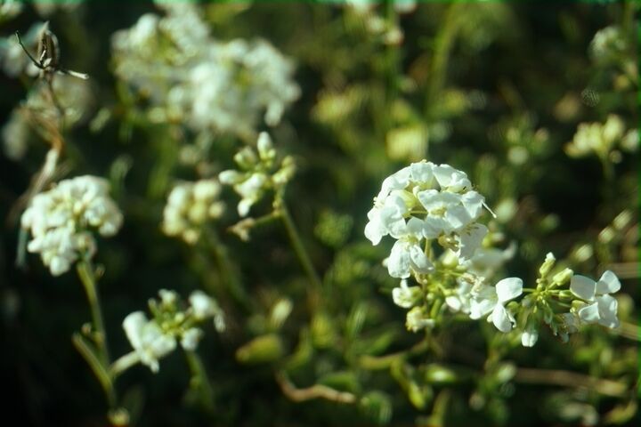 up close shot of the white flowers.