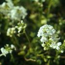 light shining on a flower