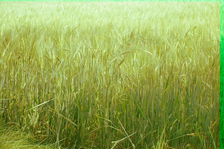 A sharp, vivid green and yellow field of wheat.