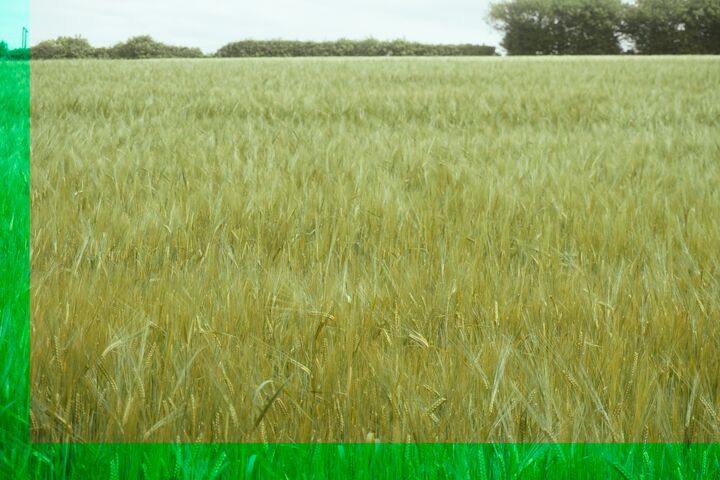 Another sharp, vivid green and yellow field of wheat.