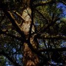A large, shaded tree