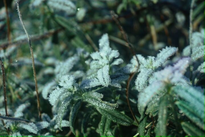 Frost covering a green plant.