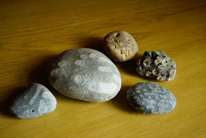 a collection of fossil stones