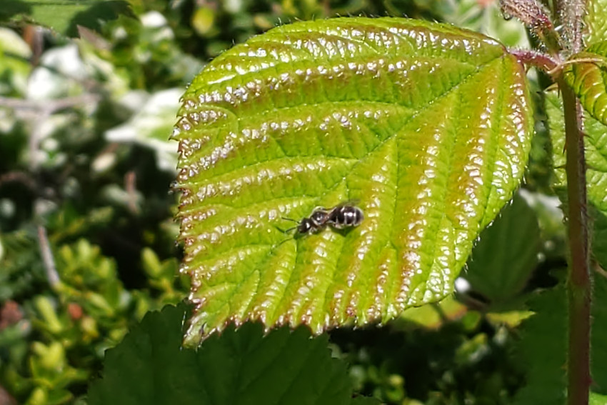 An unbelievably small bee. Imagine a grain of rice if it was a bee.