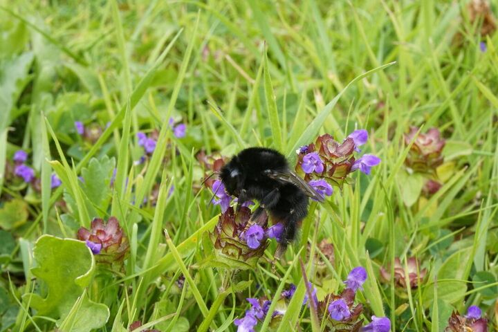 A large, Black bee sitting on a purple flower