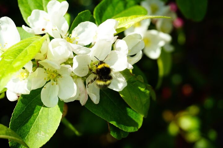 A medium sized black bee with two bright yellow stripes on a white flower