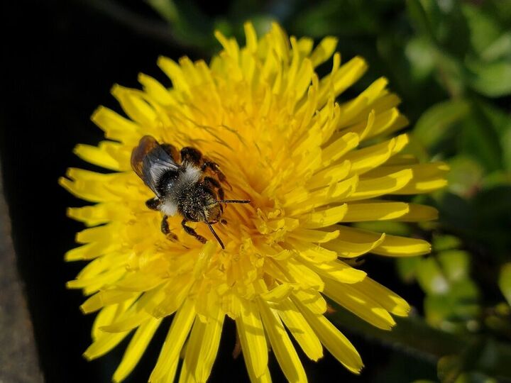A Black and White striped bee on a dandelion