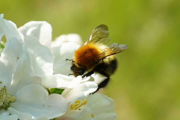 A soft, small orange bee in a white apple tree flower