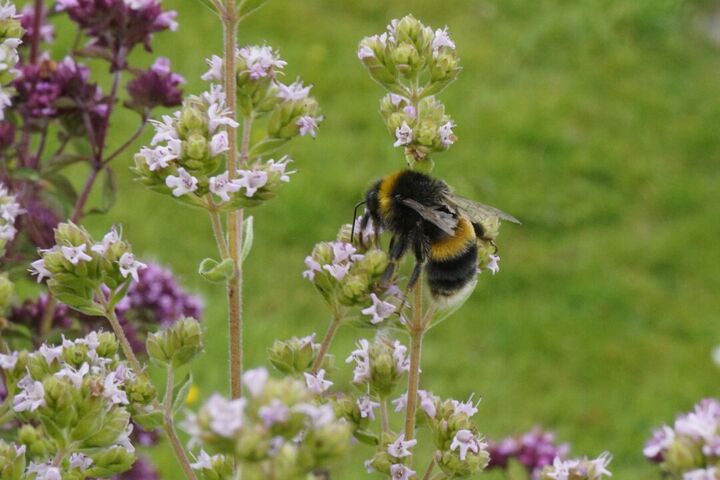 A large, Black bee with yellow stripes and white bottom hanging onto flowers