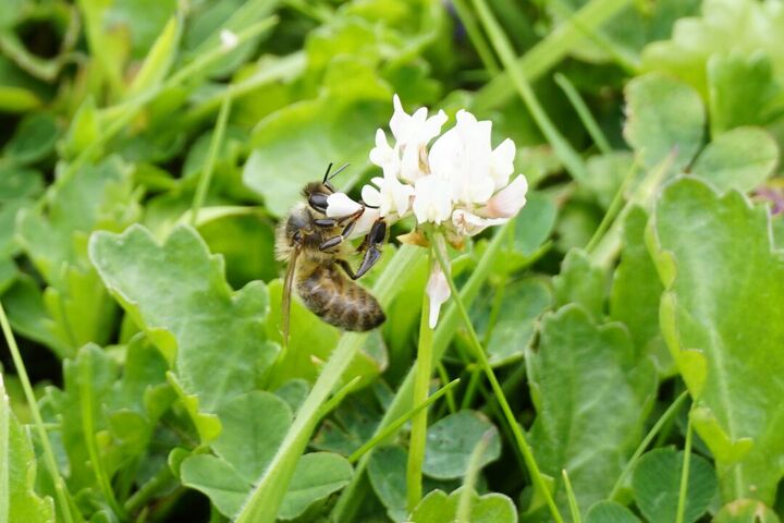 A soft, small orange bee in a white apple tree flower