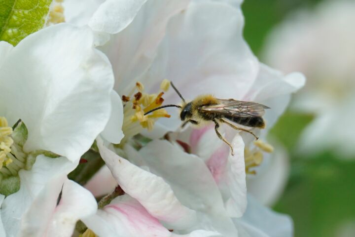 A very small bee on a white flower with an orange-ish back