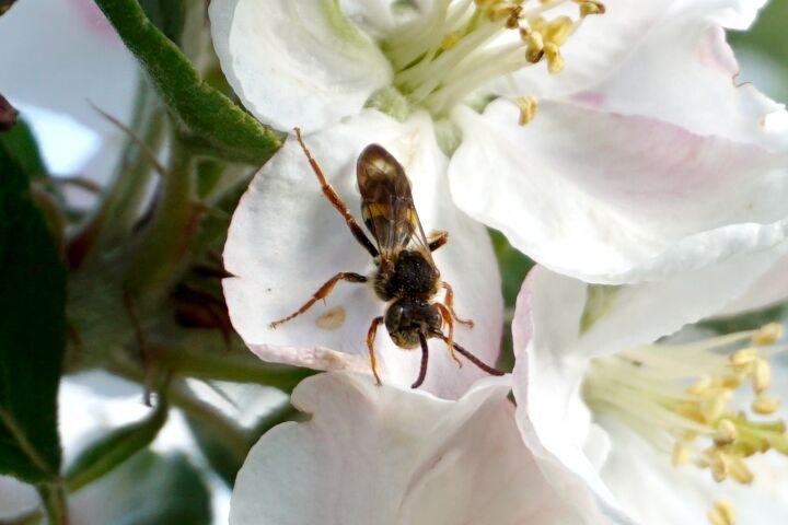 A zoomed in photo of a small, slim bee. The bee has orange legs and antenae with a distinct yellow and black pattern on it's abdomen. It's thorax is hairy.