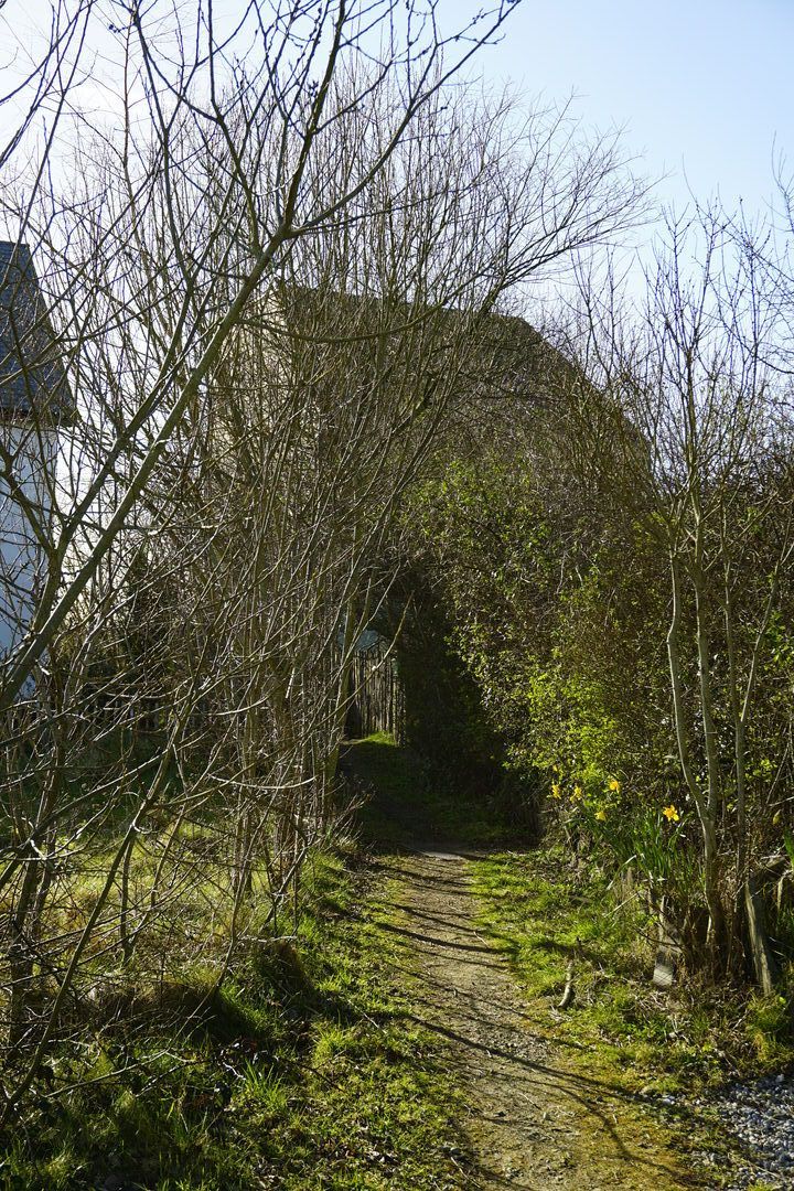 Tree-lined path