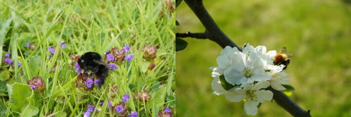 2 images of bees combined horizontally