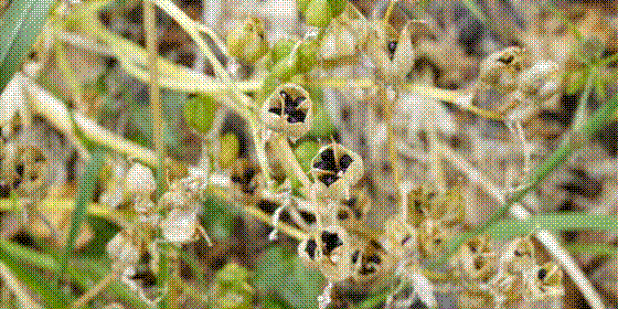 a load of black seeds into a small plastic container