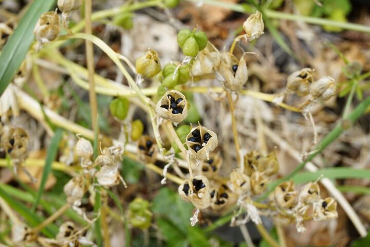 Dried up bulbs on a flower stem, this time with a yellowy colour and black seeds inside them