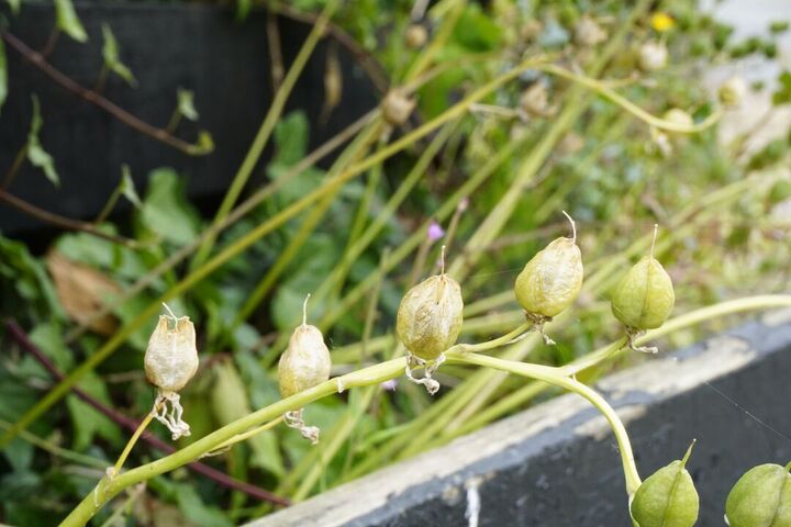 Dried up bulbs on a flower stem