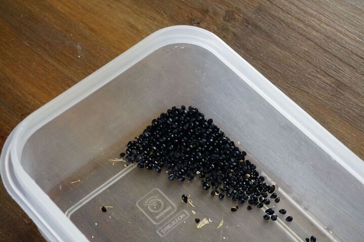 a load of black seeds into a small plastic container